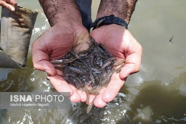 رهاسازی بالغ بر ۳.۵ میلیون قطعه بچه ماهی استخوانی در آستارا + تصاویر